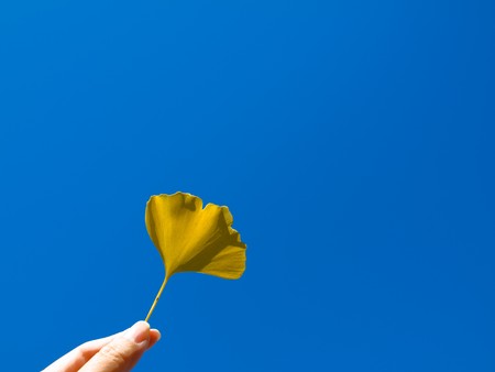 Hand of a woman holding gingko leafの写真素材