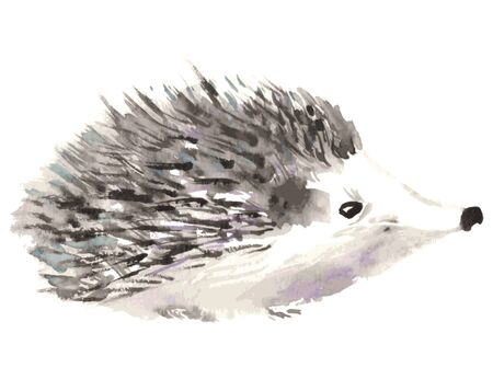Hedgehog isolated on white background. Watercolor vector illustrationのイラスト素材