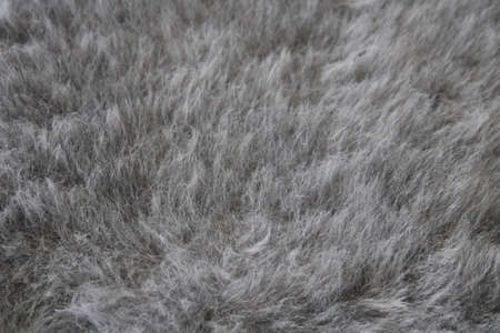 Gray texture background. Fur backgroundの写真素材
