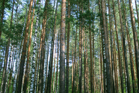 Trees in the forest on a sunny day. Blurred foreground. Natural background