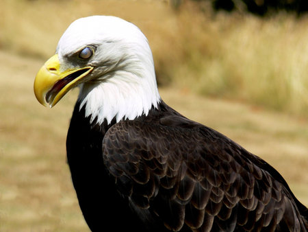 Silver Eyed Eagle