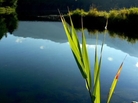 Blades of Grassの写真素材