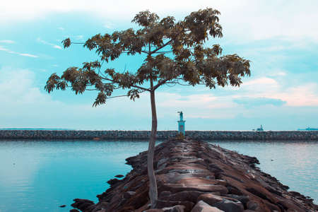 palm trees on the beachの写真素材