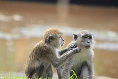Monkeys