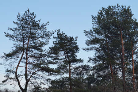 Pinesの写真素材