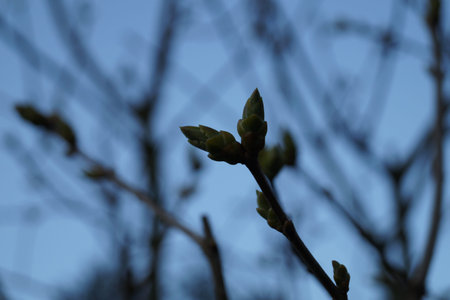 Bud