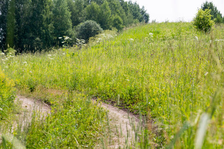 Dirt road across forest meadow in summer dayの写真素材