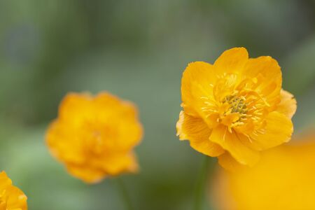 Blooming flower of intense orange-red colour (Trollius asiaticus) in the forest on a blurry green backgroundの写真素材