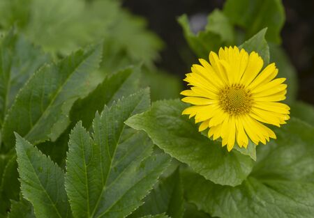 Wild yellow daisy flower. Background of green leavesの写真素材