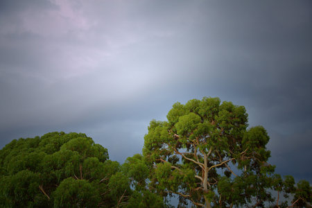 Perennial plane trees in anticipation of strong storms