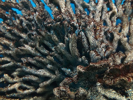 Colorful embossed sea coral on the ocean floorの写真素材