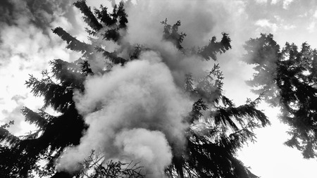 Conifer forest shrouded in thick smoke from a fireの写真素材