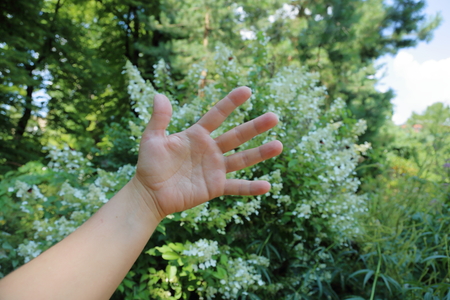 Elegant hand of an adult woman without jewelry in the daylight in the summerの写真素材