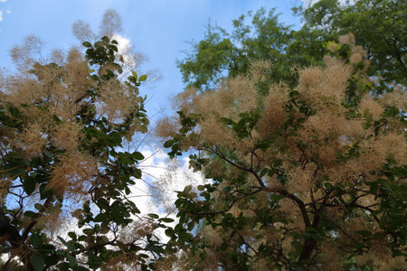 Beautiful flowers bloom in the city botanical garden in summer