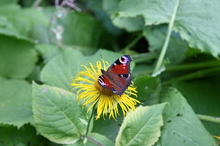 Beautiful flowers bloom in the city botanical garden in summerの写真素材