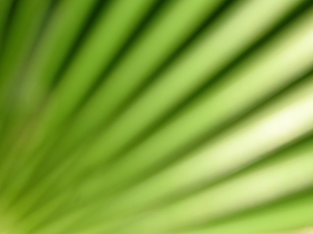 Bright green background of blurred abstract leaf plantの写真素材