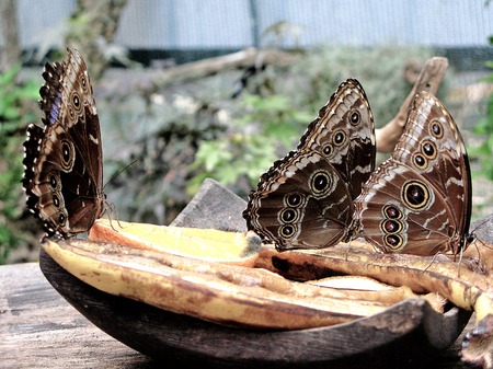Butterfly unusual breed in the daylight in the summerの写真素材