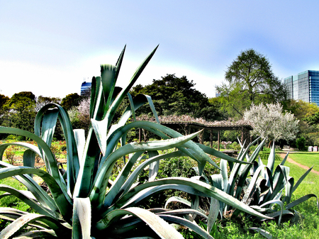 Blooming green summer city park in the capital of Japan, Tokyoの写真素材