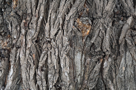 The textured surface of the multi-year bark of deciduous tree in the forest
