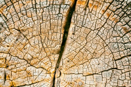 The textured surface of the wooden planks for construction and garden improvementの写真素材