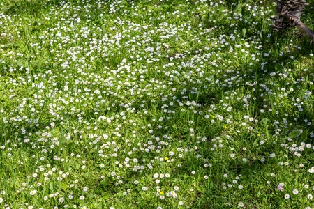 Summer flowers of white color bloom on a green lawn in the forestの写真素材