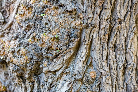 The textured surface of the multi-year bark of deciduous tree in the forestの写真素材
