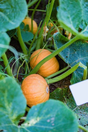 Large orange pumpkin grows in the backyardの写真素材