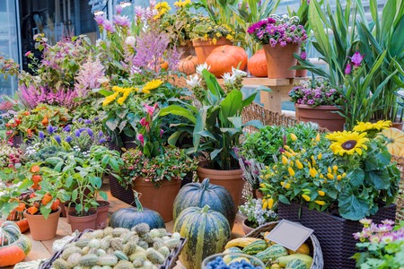 An unusual large orange pumpkin in the backyard of a farmの写真素材