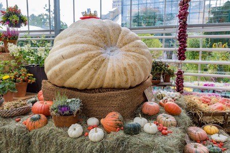 MOSCOW, RUSSIA - SEPTEMBER 9, 2017: Pumpkin weighing more than 400 kilograms in the Botanical Garden of the State Universityのeditorial素材
