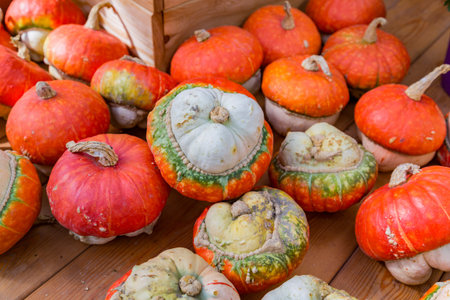 An unusual large orange pumpkin in the backyard of a farm