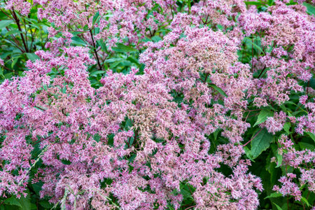 Beautiful purple flowers bloom in the city botanical garden in summer