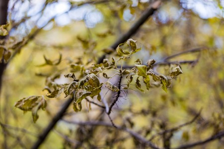 Bright yellow foliage of trees in the city autumn parkの写真素材