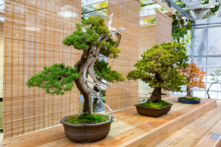 Miniature plant grown in a tray according to Japanese bonsai traditionsの写真素材