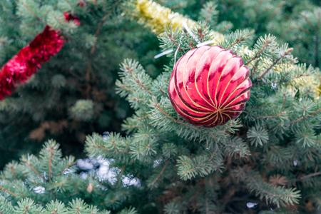 Big bright Christmas toy hanging on a green natural spruceの写真素材