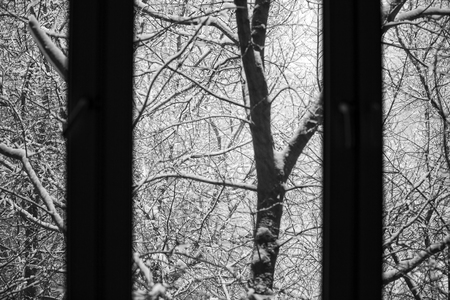 Snow-covered branches of trees during a winter snowfallの写真素材