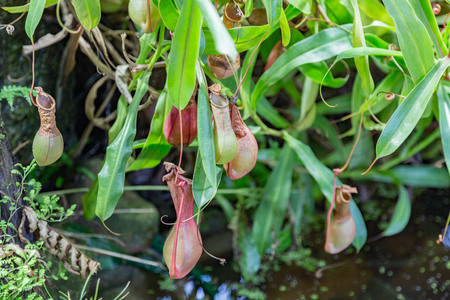 Nepenthes. Little predatory plant with elongated leaves and hanging clusters of small pitchersの写真素材