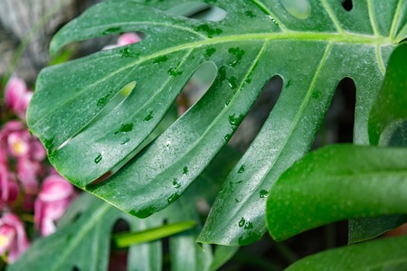 Green leaf of a plant with drops of water after watering or rainの写真素材