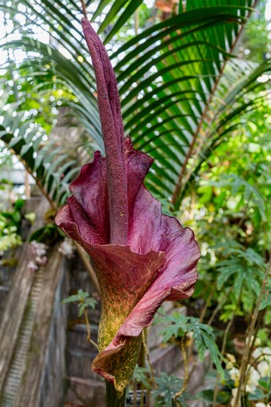 Blooming tropical plant Amorphophallus koniac with a large purple flowerの写真素材