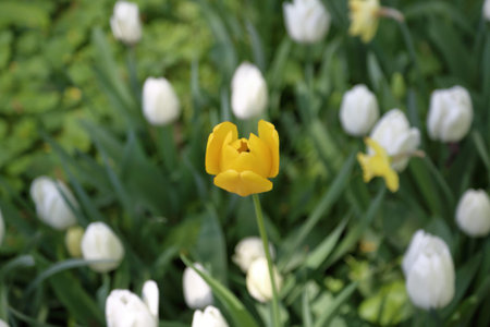 Colorful bright tulip blossom in early spring