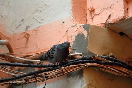 An adult urban pigeon in a city environmentの写真素材