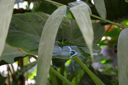 Thick juicy leaf of a large green plantの写真素材