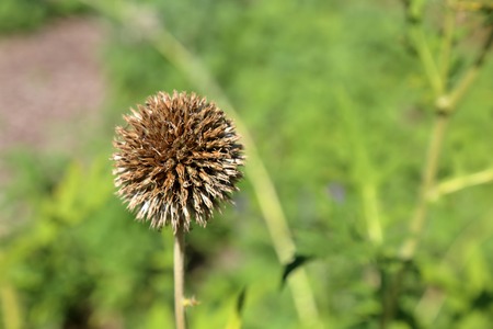 Ball-shaped Echinops Ritro - a species of plants of the family Asteraceaeの写真素材