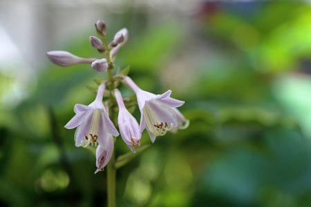 Hosta is a genus of perennial herbaceous plants of the family Asparagaceaeの写真素材