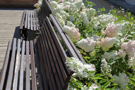 Old-fashioned wooden bench for rest in summer city parkの写真素材