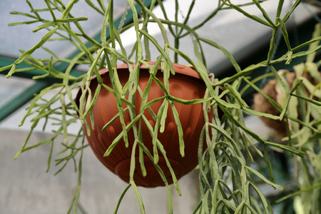 Cactus. Rare exotic succulent from the family of the perennial flowering plantsの写真素材