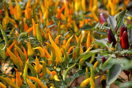 Fresh natural pepper grows on a bush in the gardenの写真素材