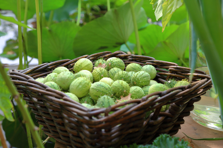 Bright green fruits of Melothria. Exotic cucumber from the family of pumpkinの写真素材