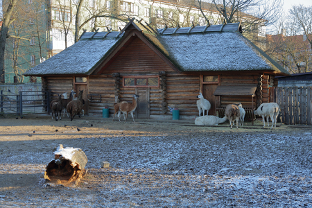KALININGRAD, RUSSIA - NOVEMBER 30, 2018: On the territory of the city zoo. One of the largest and oldest zoos in modern Russia. Founded in 1896のeditorial素材