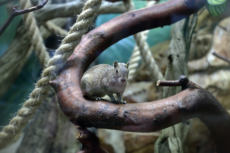 Cute gray rodent Moco or Rock Cavy Kerodon Rupestris on a branchの写真素材