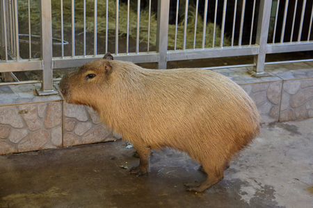 Adult Capybara. Herbivore mammal of the aquatic pig familyの写真素材